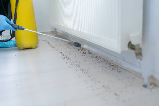 Best Flea Control Services  in East Patchogue, NY